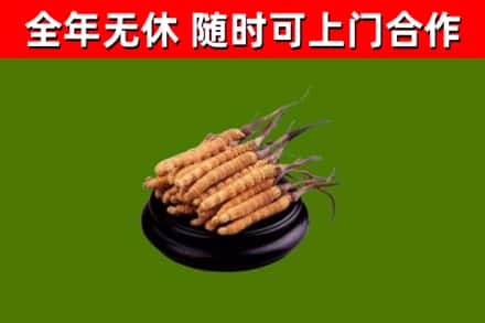 白云鄂博矿区回收散虫草
