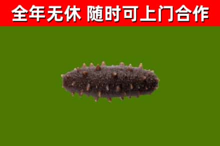 白云鄂博矿区回收海参干